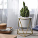 Blenda - Nordic Geometric Rack  BO-HA White Pot / Gold Rack  