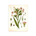 "Dahlia" Vintage Botanical Prints Canvas Collection  BO-HA 21 cm x 30 cm / 8.2″ x 11.8″ Dahlia 6 