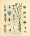 "Orvokki" Vintage Botanical Prints Canvas Collection  BO-HA 20 cm x 30 cm Linaceae 