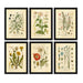 "Orvokki" Vintage Botanical Prints Canvas Collection  BO-HA   