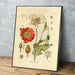 "Orvokki" Vintage Botanical Prints Canvas Collection  BO-HA   